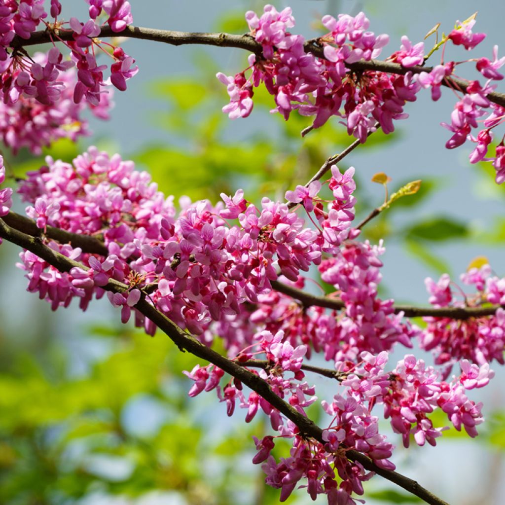 Cercis canadensis Tennessee Pink - Amerikaanse Judasboom