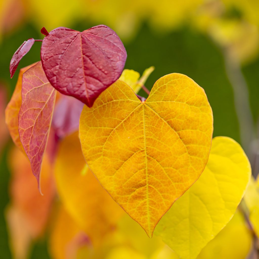 Cercis canadensis Eternal Flame - Amerikaanse Judasboom