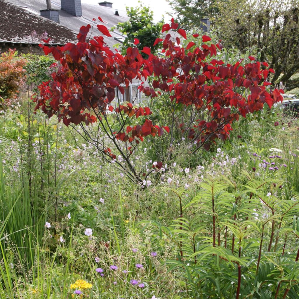 Cercis canadensis Forest Pansy - Amerikaanse Judasboom