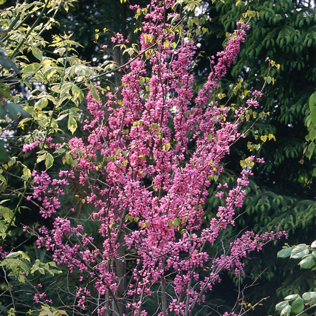 Cercis canadensis - Amerikaanse Judasboom