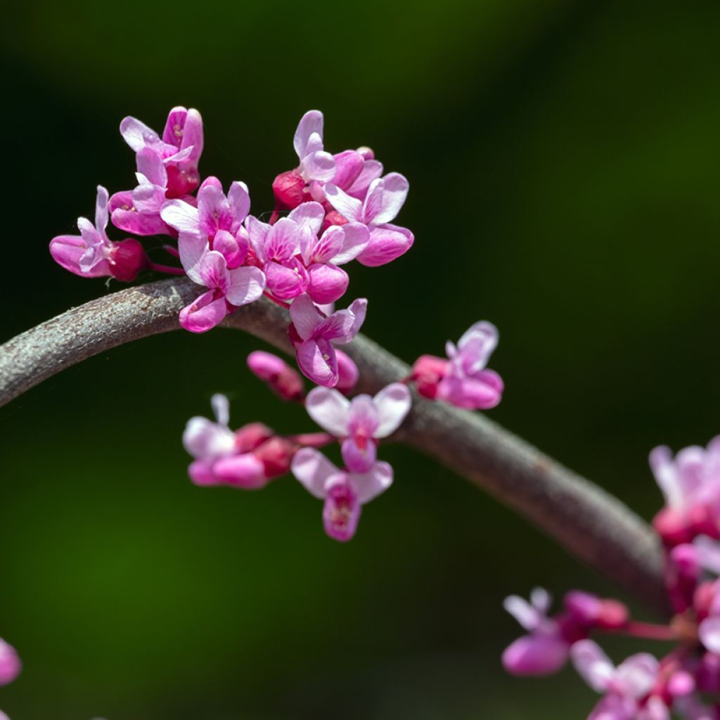 Cercis canadensis Lavender Twist - Amerikaanse Judasboom