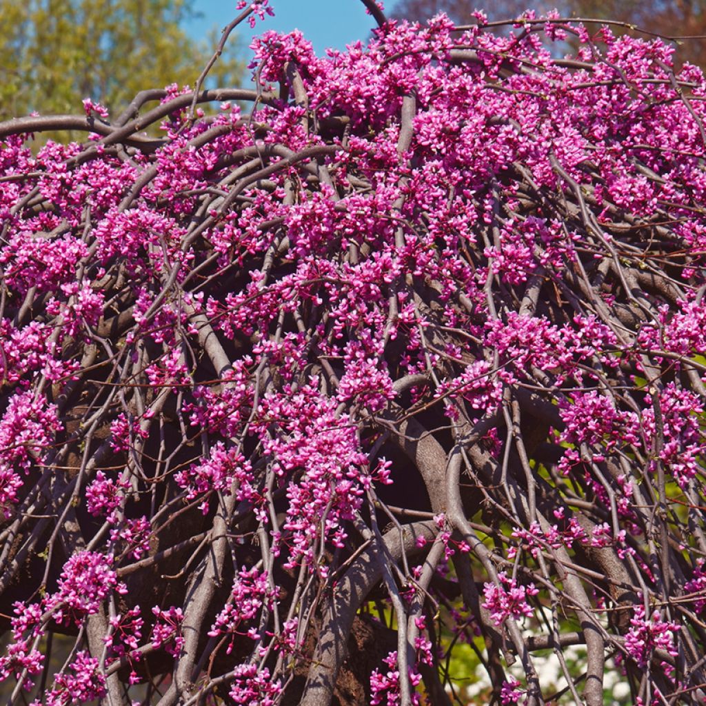 Cercis canadensis Lavender Twist - Amerikaanse Judasboom