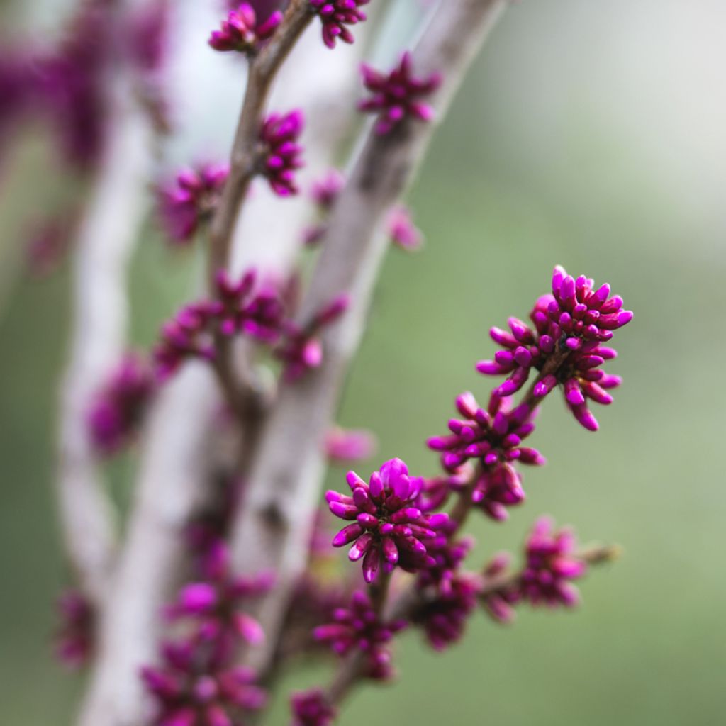 Cercis chinensis Avondale - Chinese judasboom