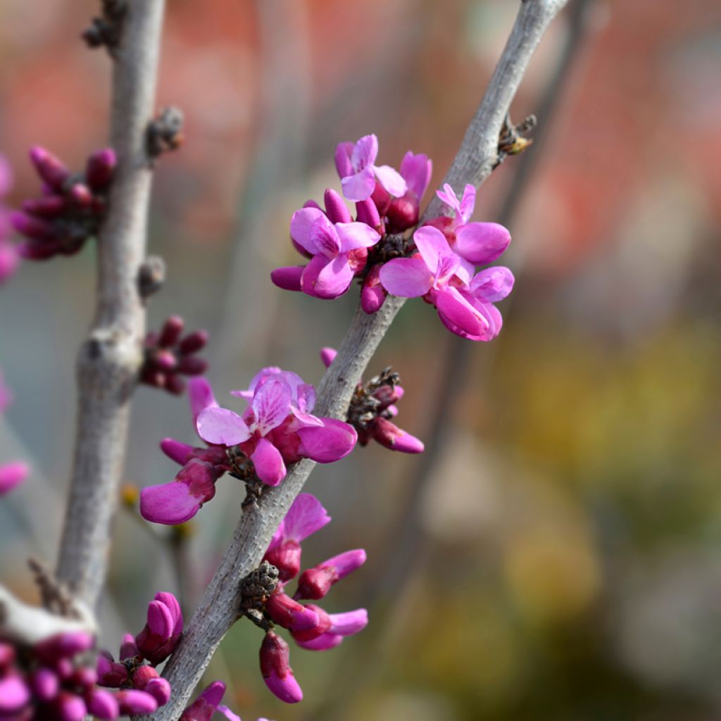 Cercis chinensis Avondale - Chinese judasboom
