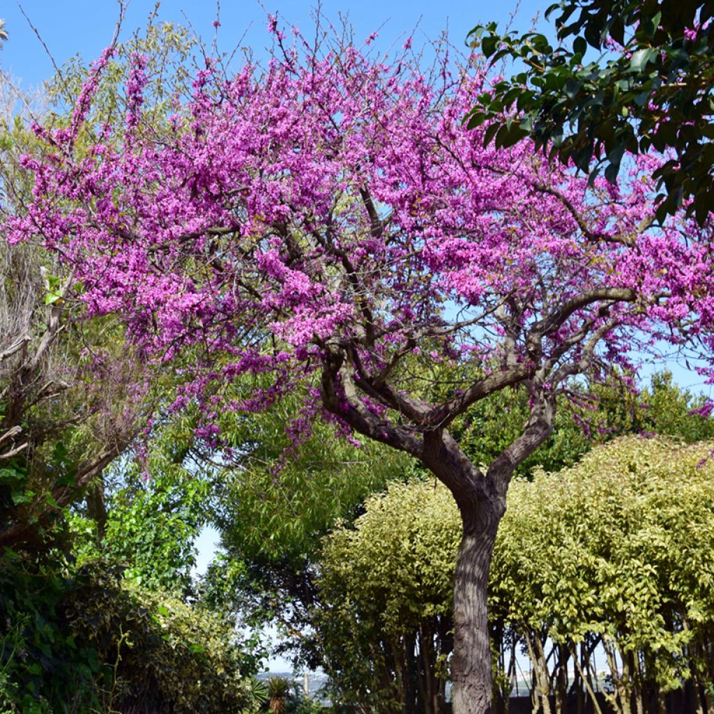 Cercis siliquastrum - Judasboom