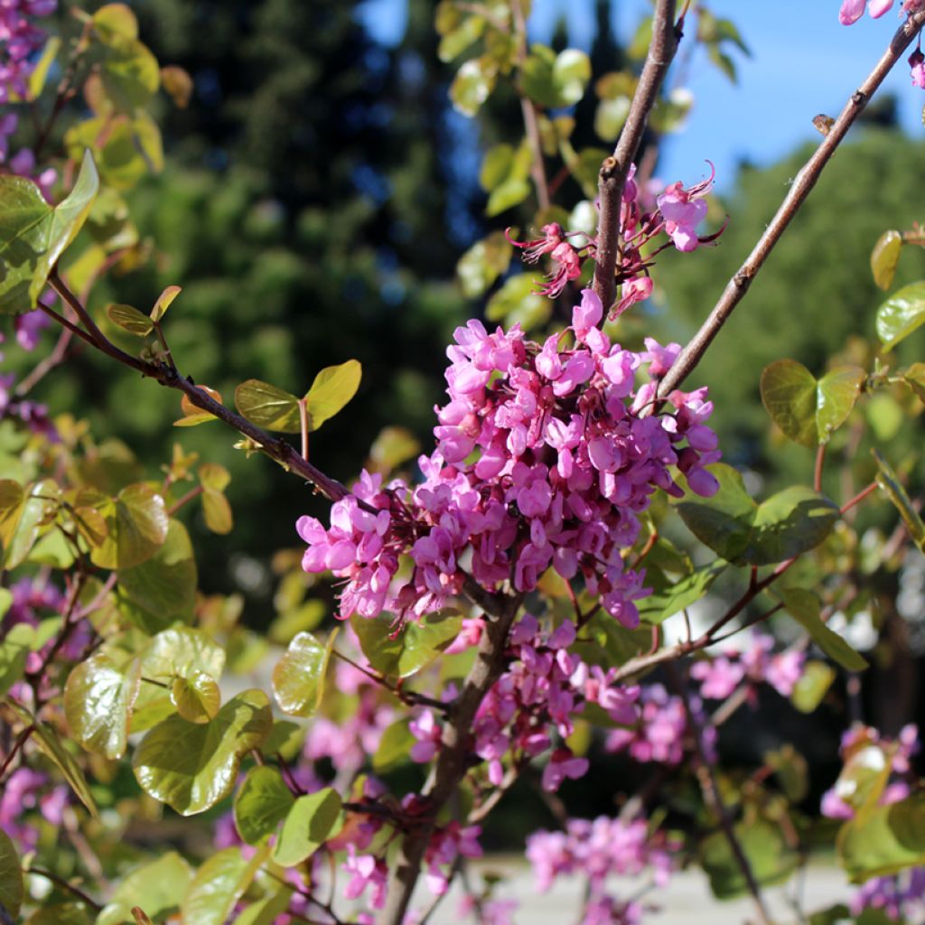 Cercis siliquastrum - Judasboom
