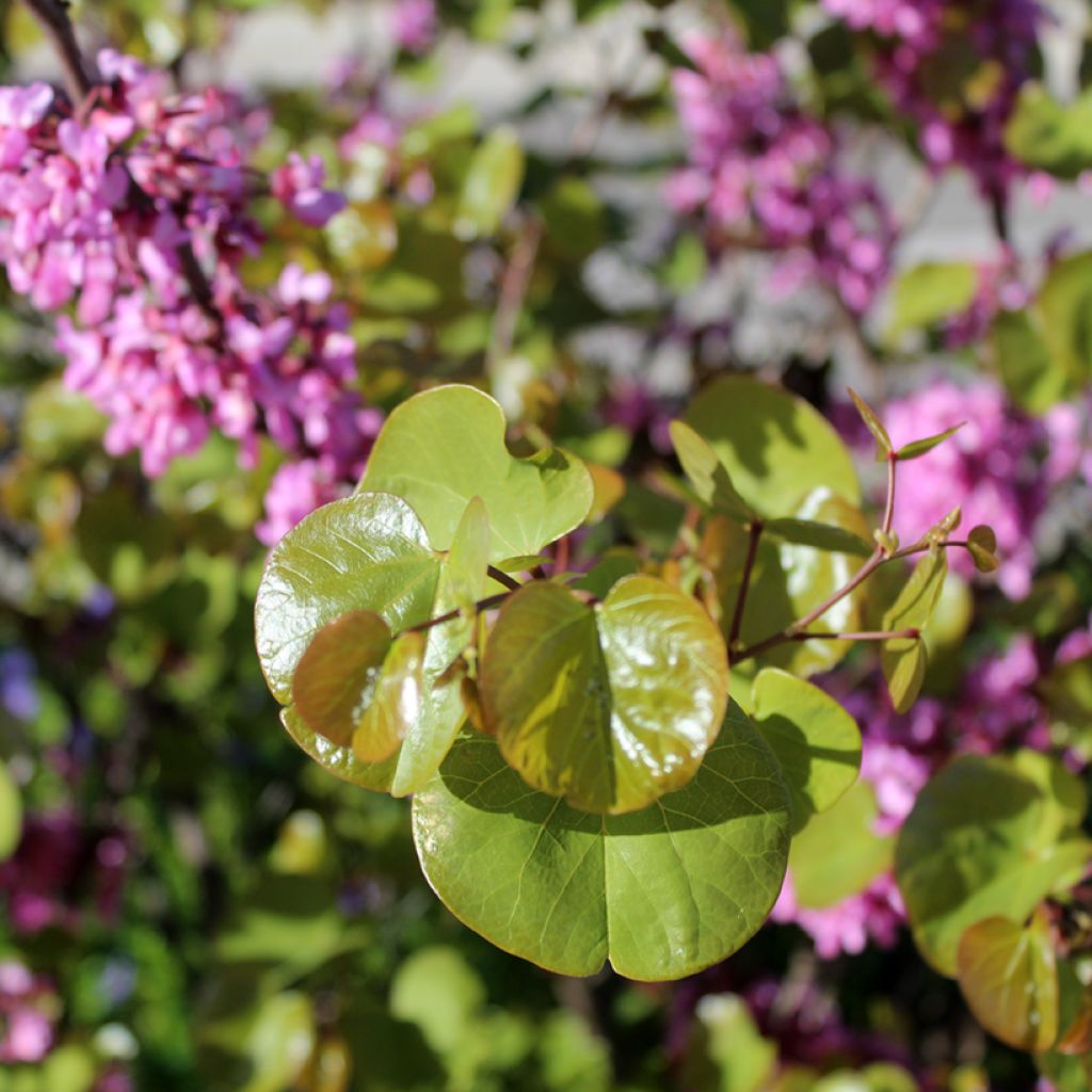 Cercis siliquastrum - Judasboom