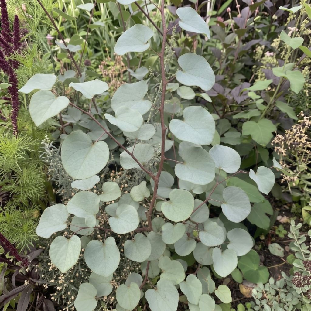 Cercis griffithii Blue Lagoon - Judasboom