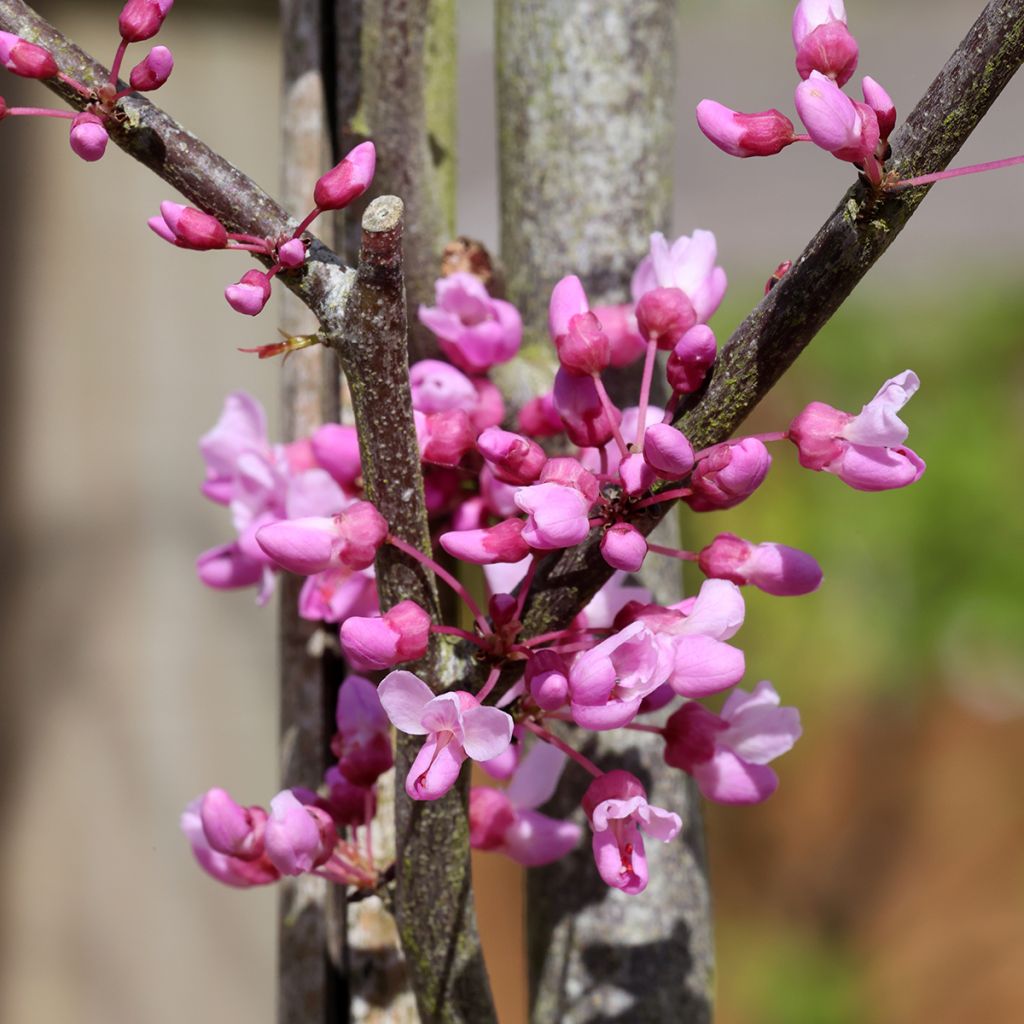 Cercis griffithii Blue Lagoon - Judasboom