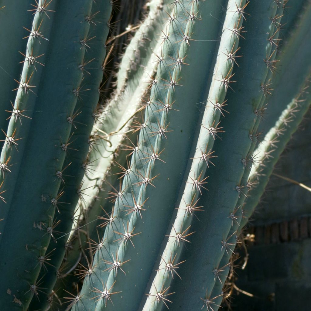 Cereus peruvianus - Zuilcactus