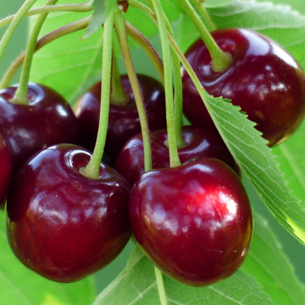 Zoete kers Bigarreau Burlat