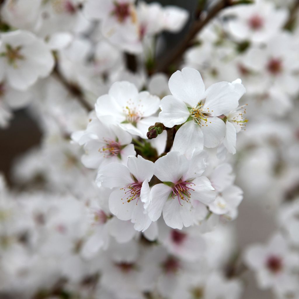 Prunus Royal Flame - Japanse sierkers