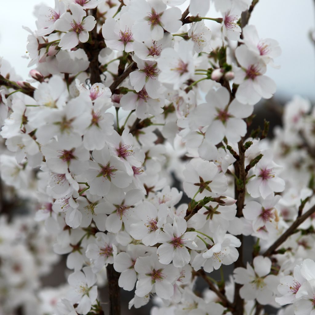Prunus Royal Flame - Japanse sierkers