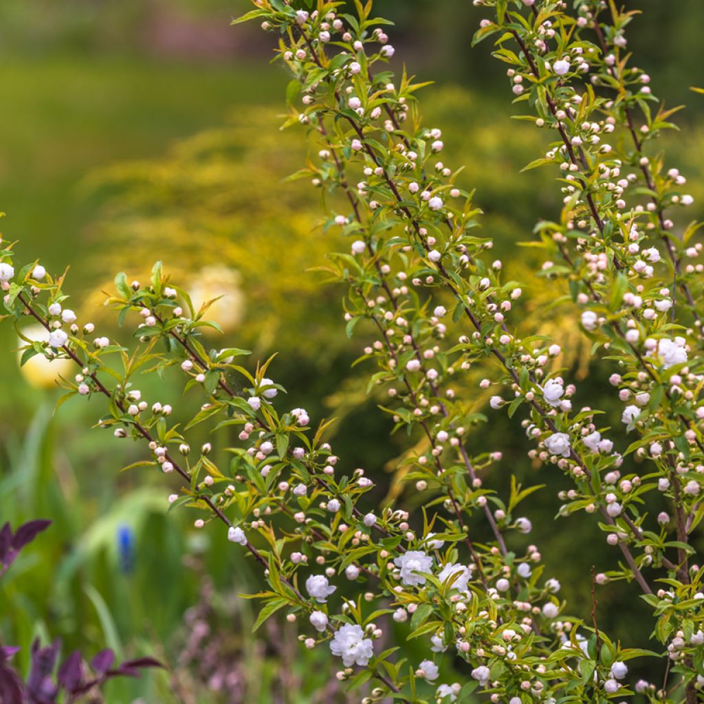 Prunus glandulosa Alba Plena - Witte amandel