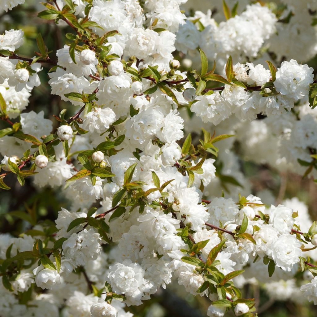 Prunus glandulosa Alba Plena - Witte amandel