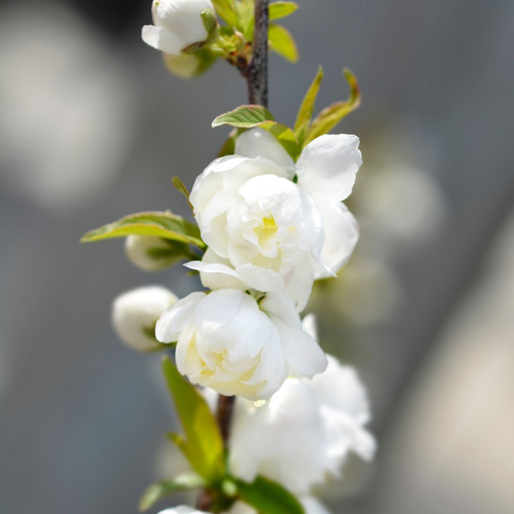 Prunus glandulosa Alba Plena - Witte amandel