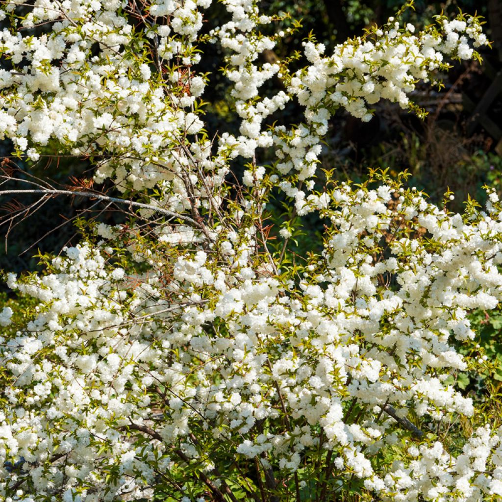 Prunus glandulosa Alba Plena - Witte amandel