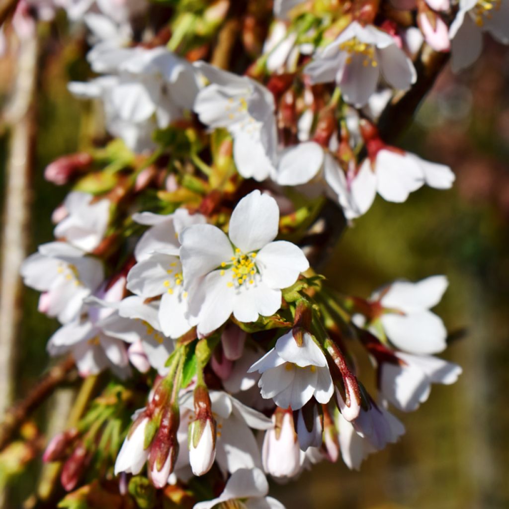 Prunus Snow Fountains - Japanse sierkers
