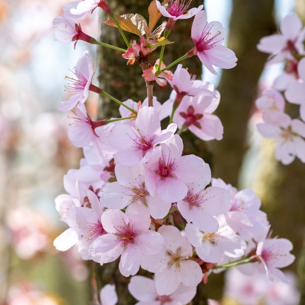 Prunus hillieri Spire - Sierperzik