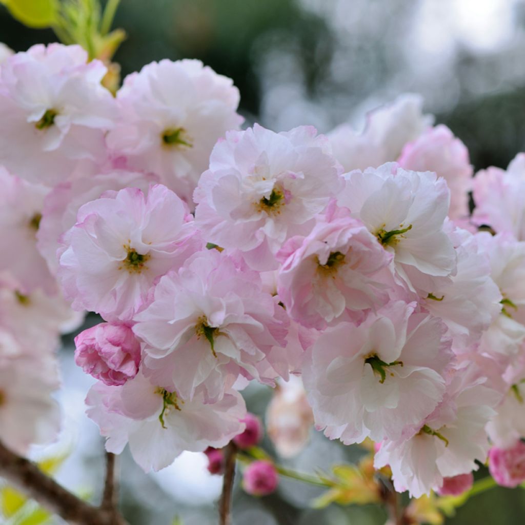 Prunus serrulata Shirofugen - Japanse sierkers