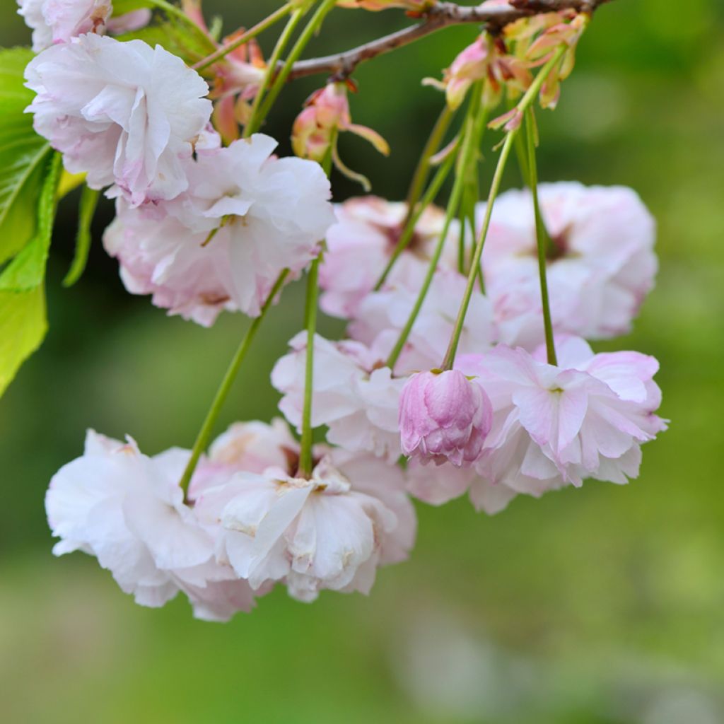 Prunus serrulata Shirofugen - Japanse sierkers