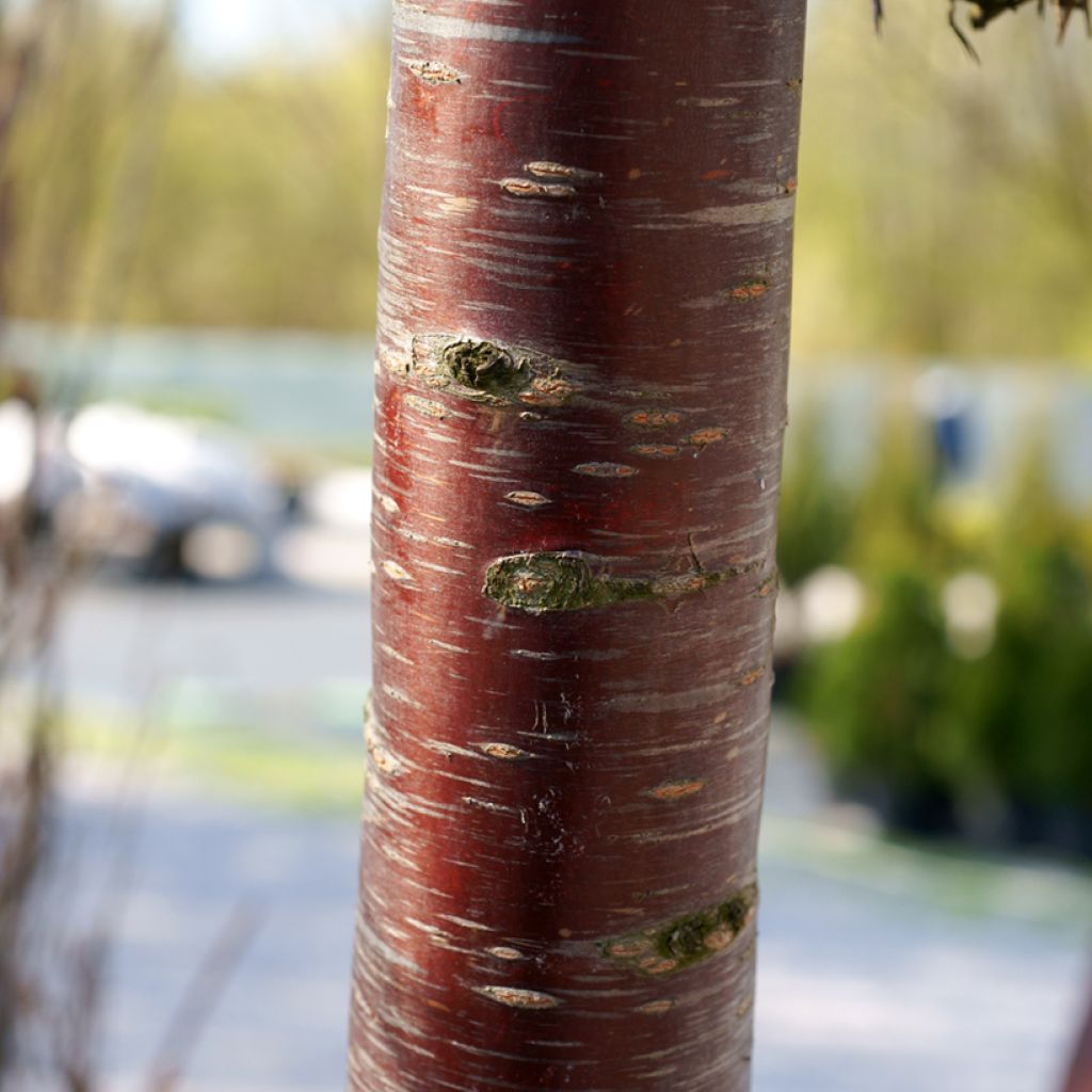 Prunus subhirtella Pendula Rubra - Winterbloeiende kers
