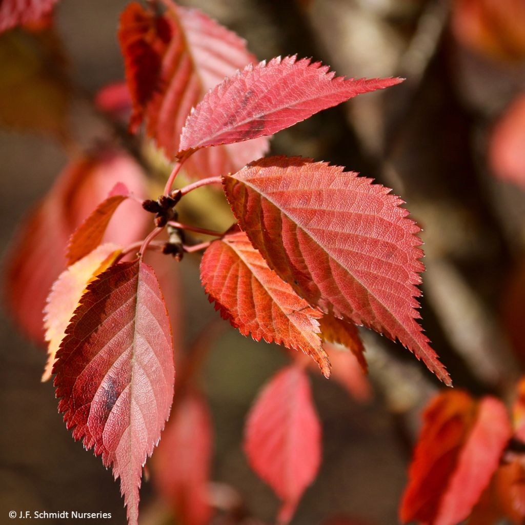 Prunus First Blush - Japanse sierkers