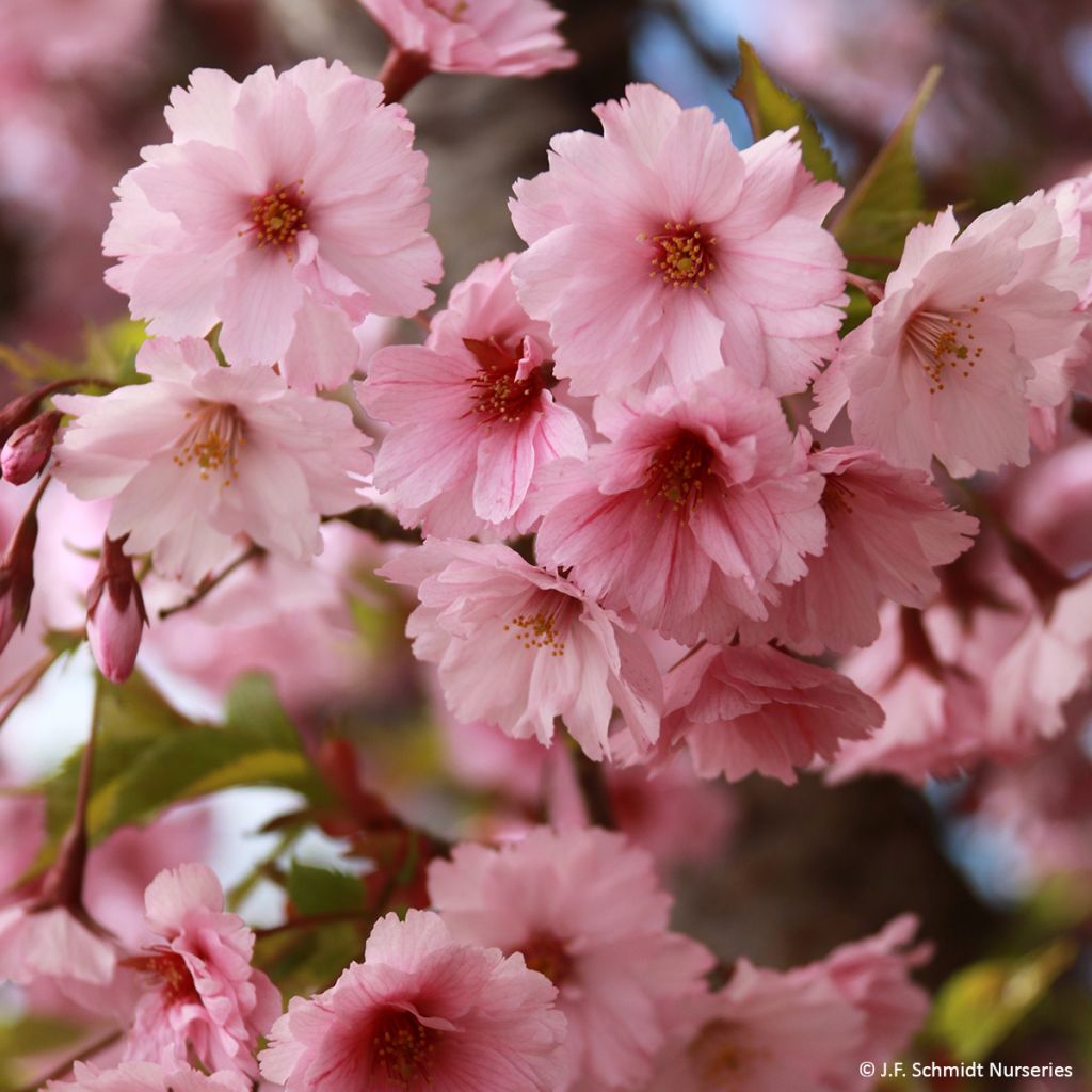 Prunus First Blush - Japanse sierkers