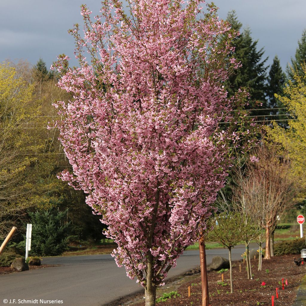 Prunus First Blush - Japanse sierkers