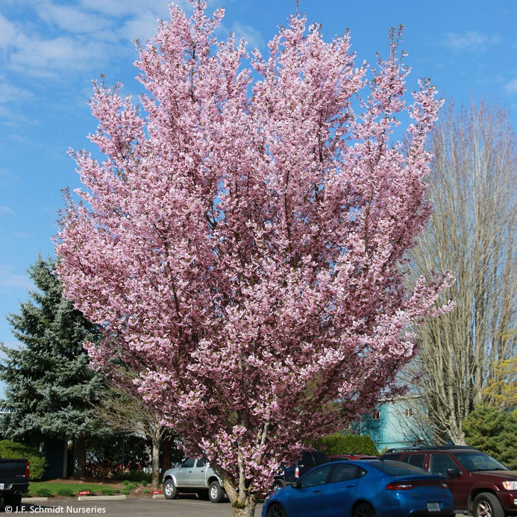 Prunus First Blush - Japanse sierkers