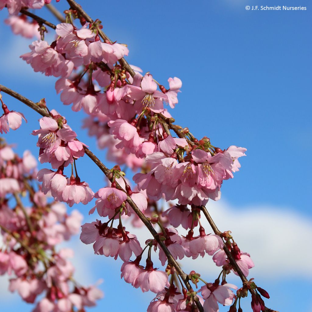 Prunus Pink Cascade - Japanse sierkers