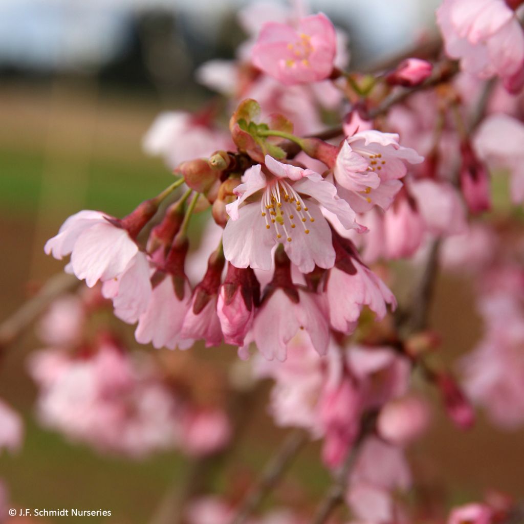 Prunus Pink Cascade - Japanse sierkers