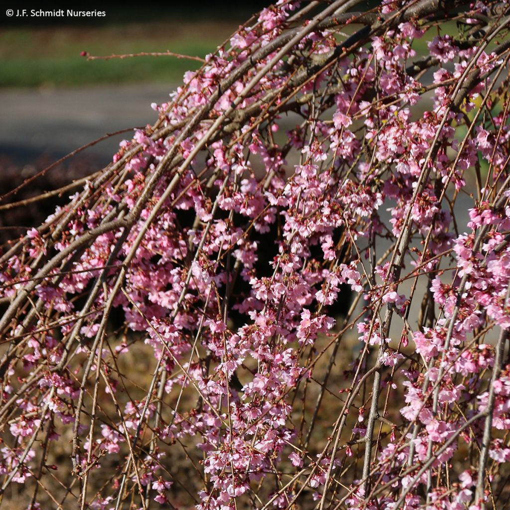 Prunus Pink Cascade - Japanse sierkers