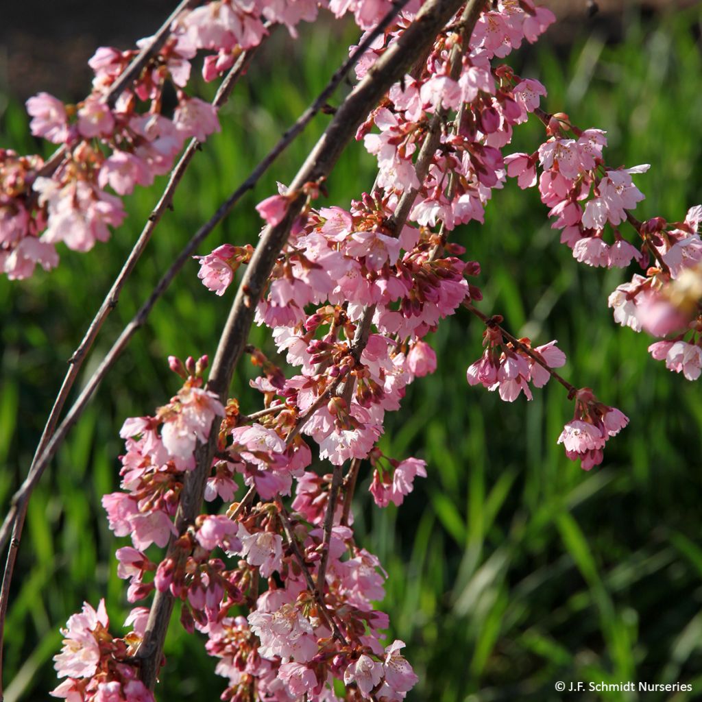 Prunus Pink Cascade - Japanse sierkers