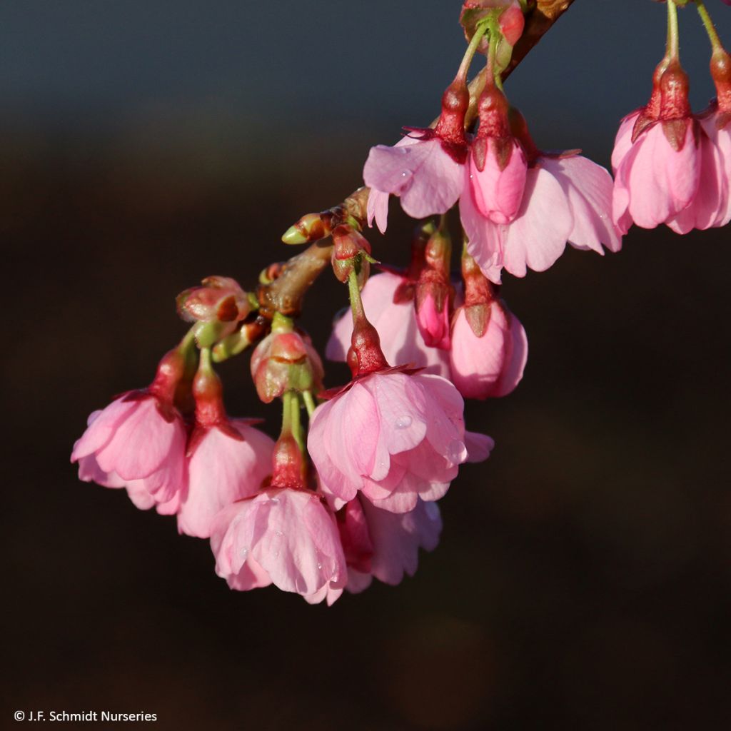 Prunus Pink Cascade - Japanse sierkers