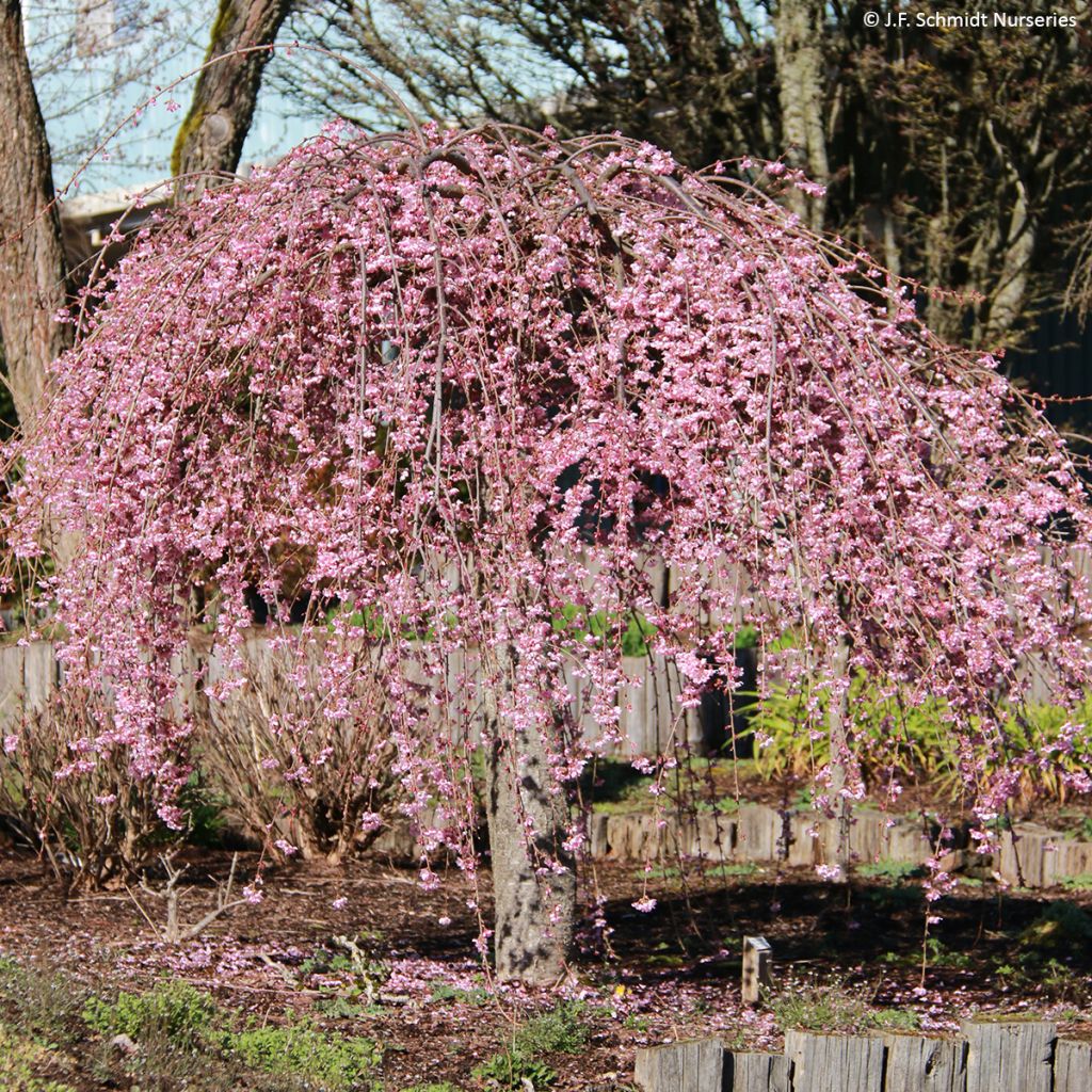 Prunus Pink Cascade - Japanse sierkers