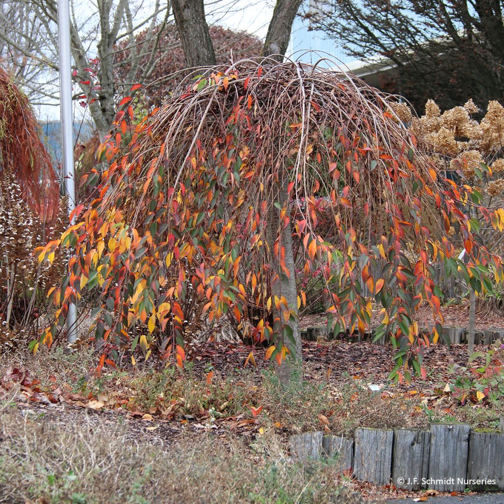 Prunus Pink Cascade - Japanse sierkers