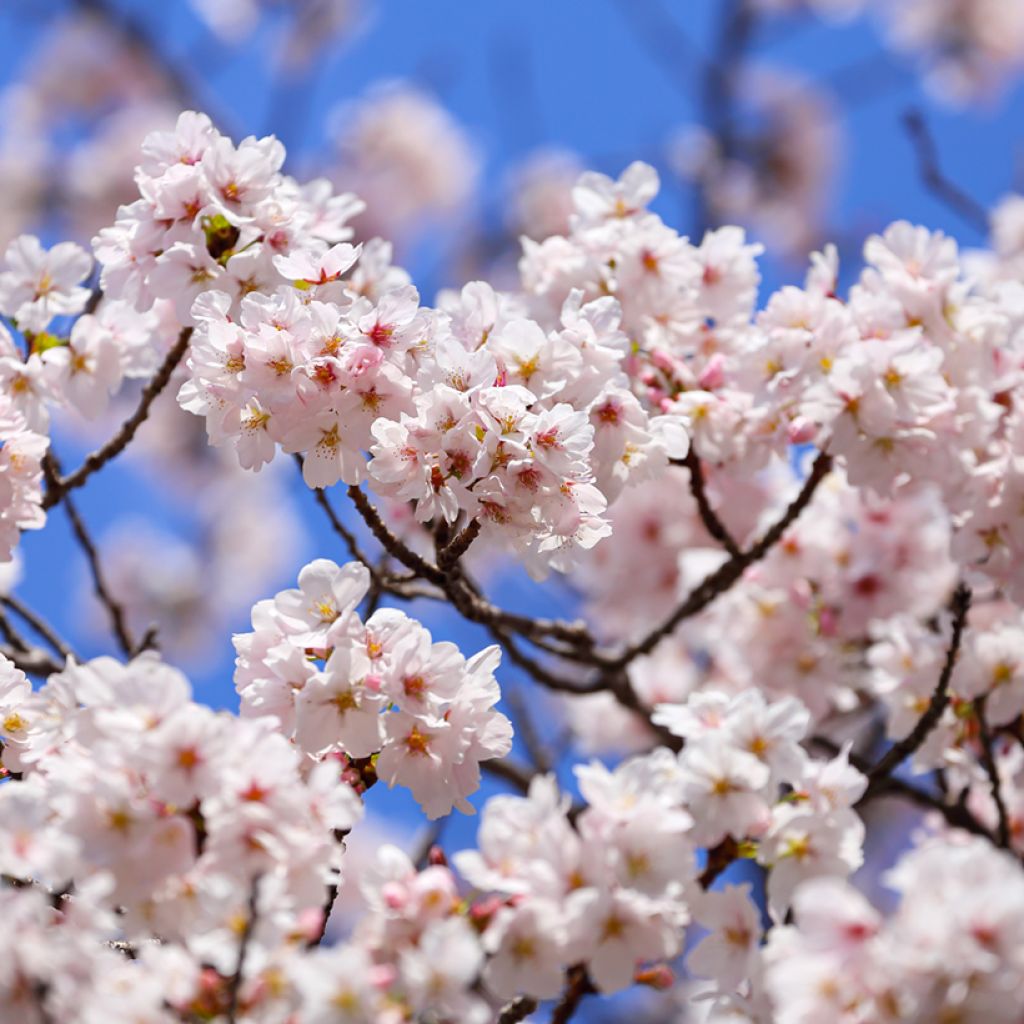 Prunus yedoensis - Yoshinokers