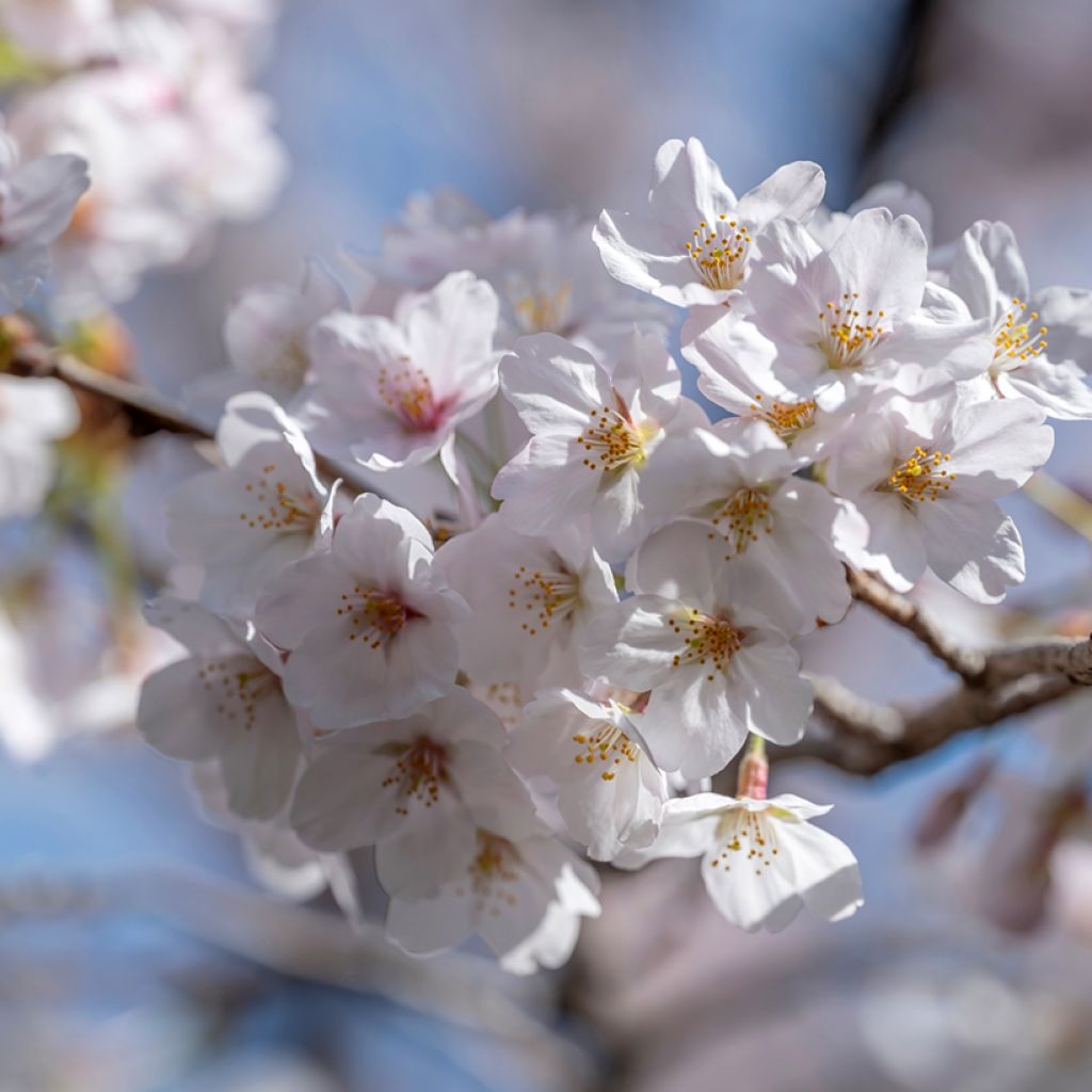Prunus yedoensis - Yoshinokers