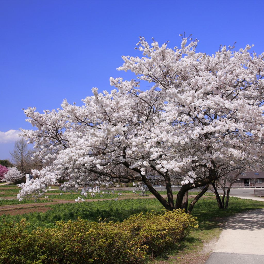Prunus yedoensis - Yoshinokers