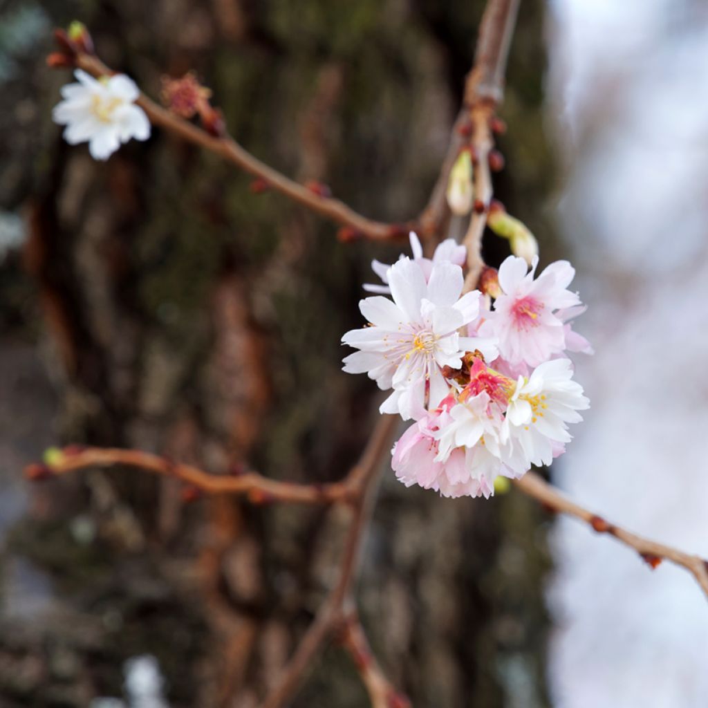 Prunus subhirtella Autumnalis Rosea - Winterbloeiende kers