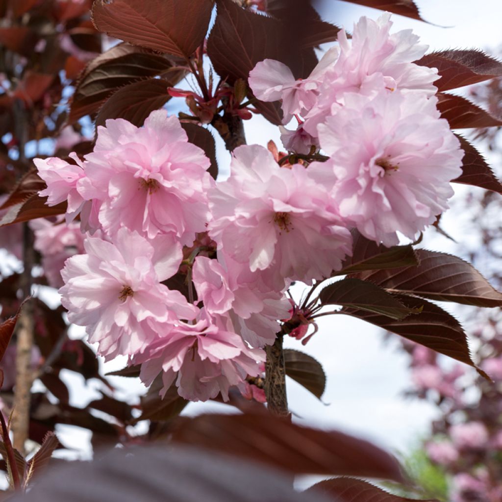 Prunus serrulata Kanzan - Japanse sierkers
