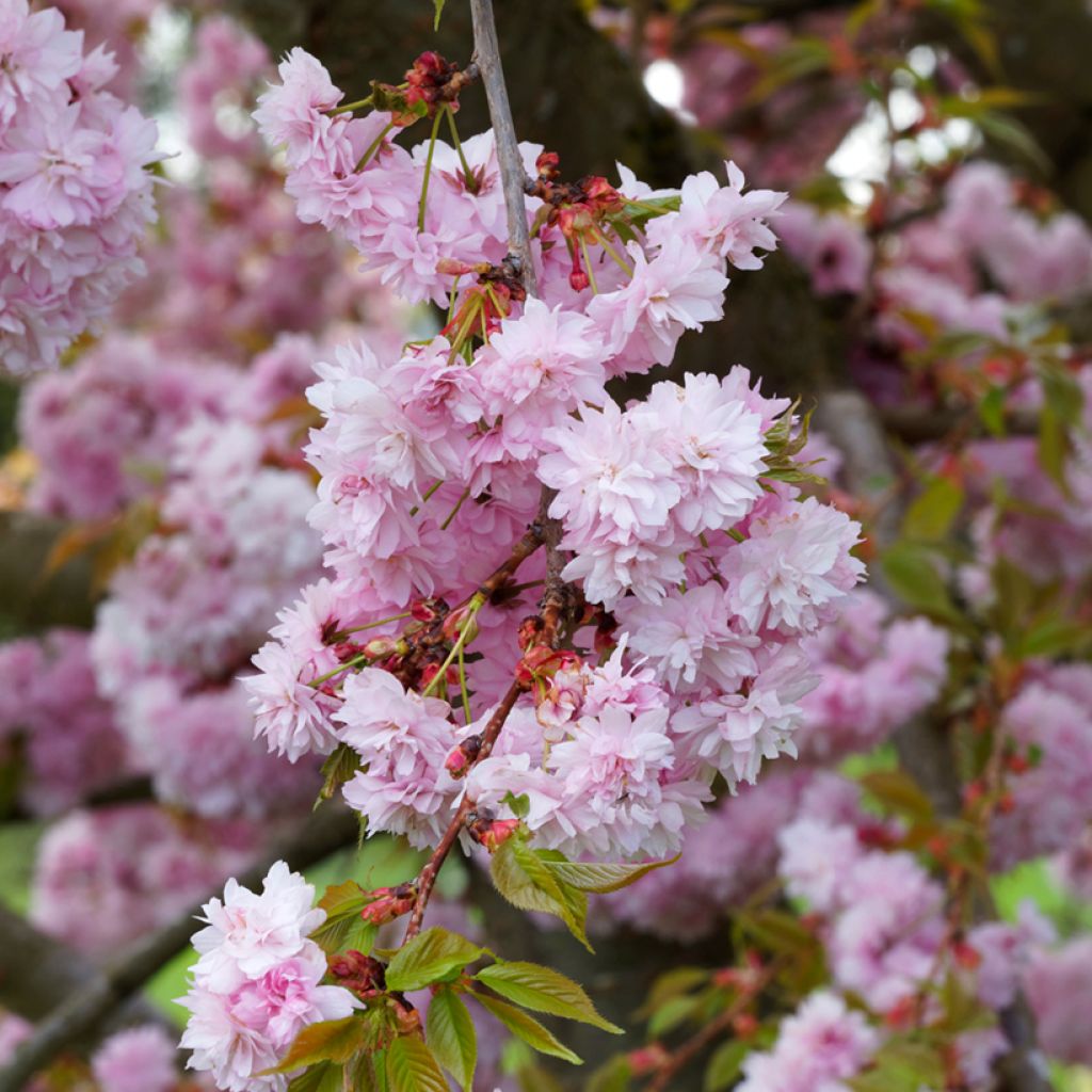 Prunus serrulata Kanzan - Japanse sierkers