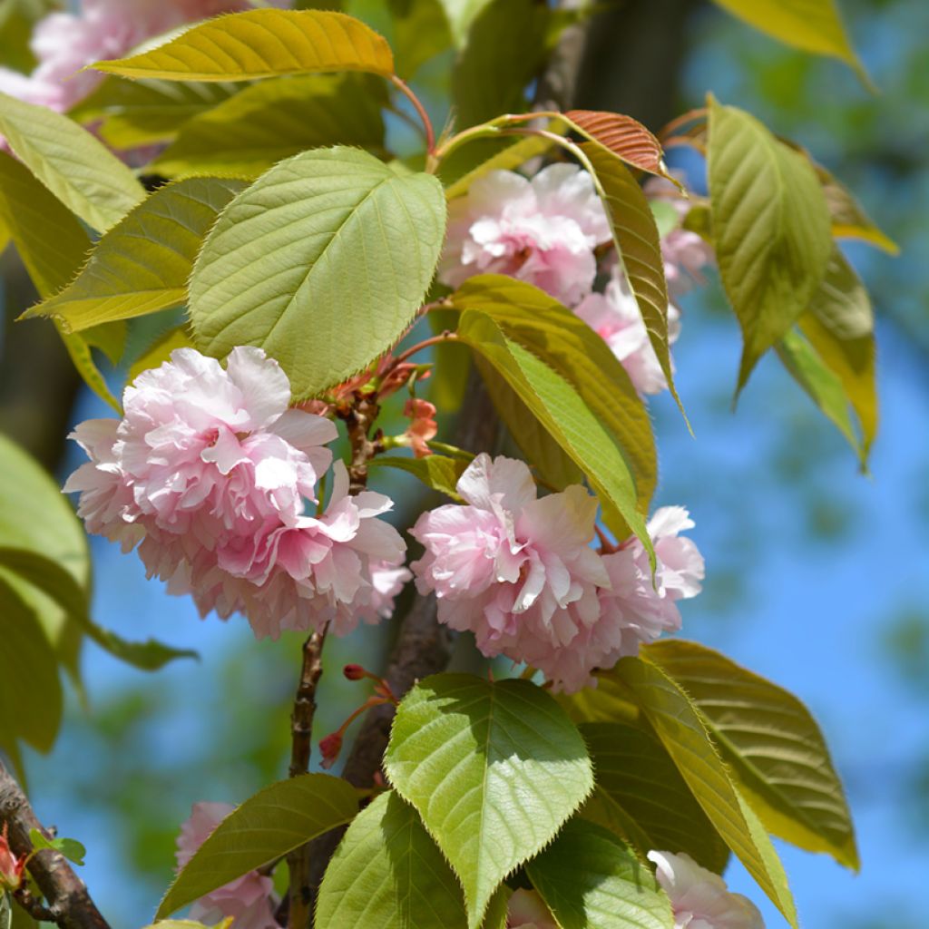 Prunus serrulata Kanzan - Japanse sierkers