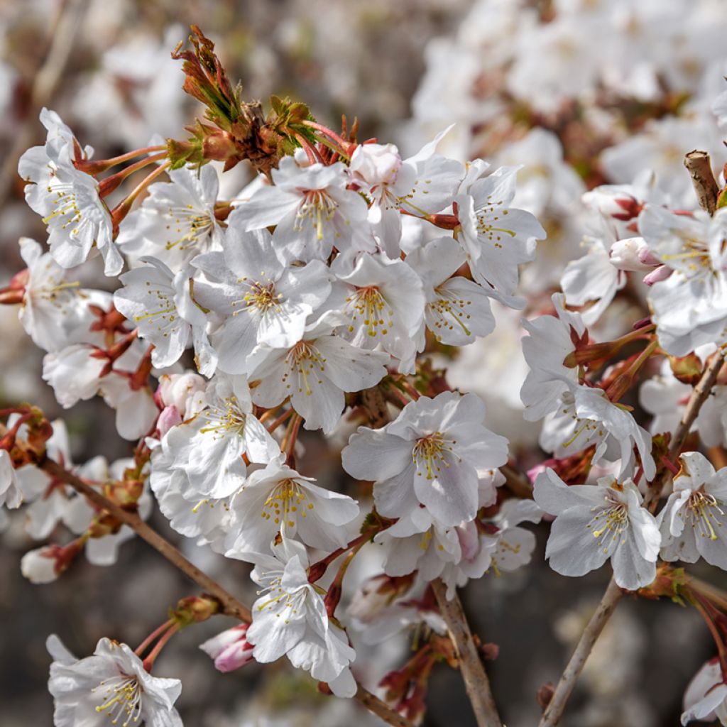 Prunus incisa Mikinori - Fuji-kers
