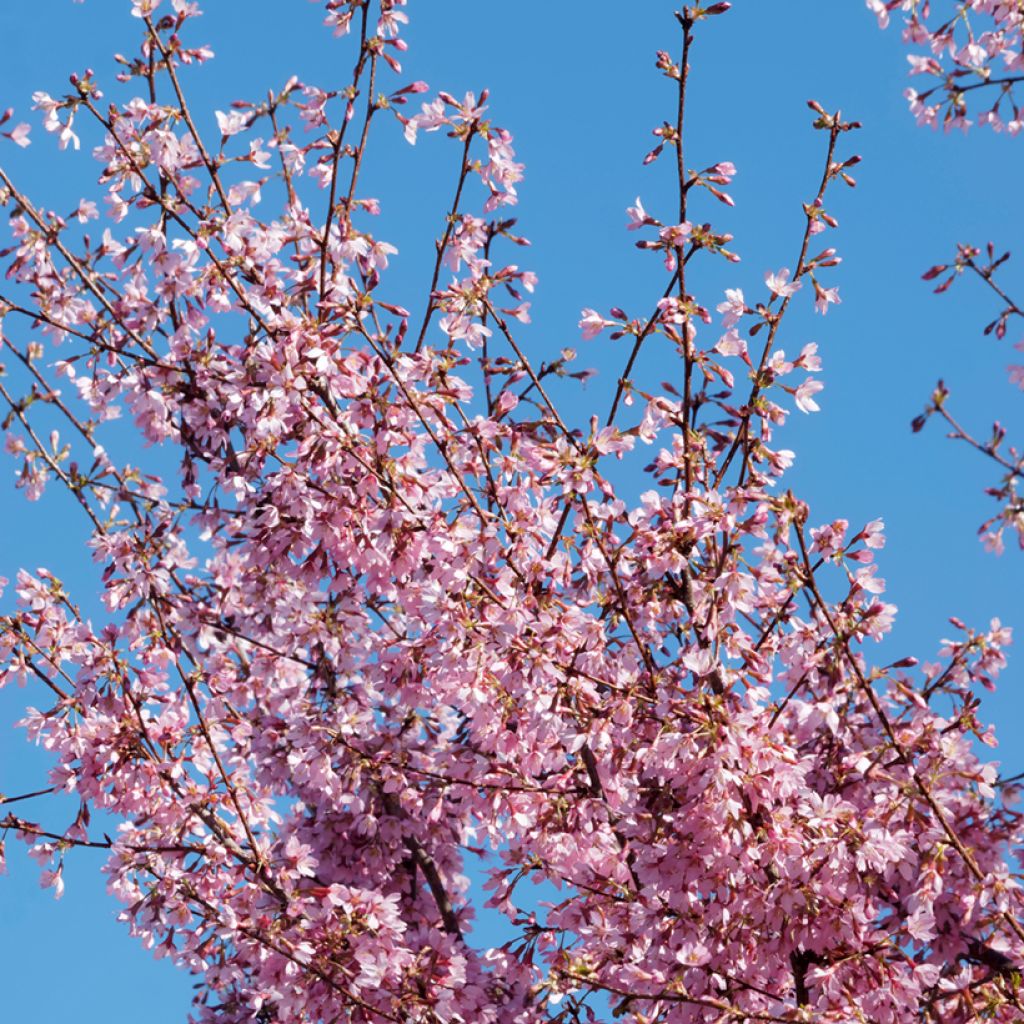 Prunus incisa Paean - Fuji-kers