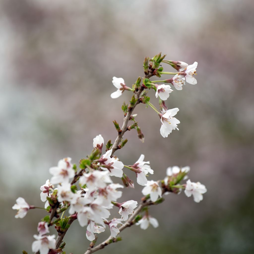 Prunus incisa Kojo no mai - Fuji-kers