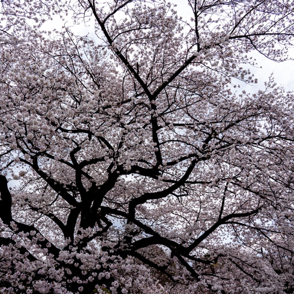 Prunus yedoensis Shidare Yoshino - Yoshinokers