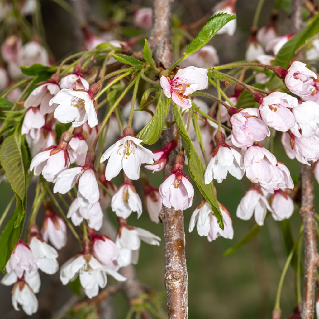 Prunus yedoensis Shidare Yoshino - Yoshinokers