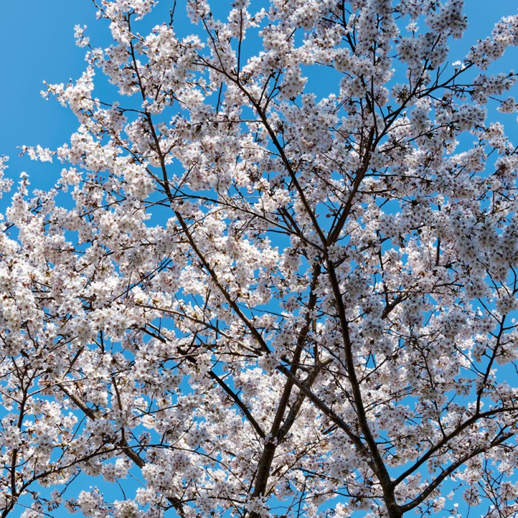 Prunus yedoensis Shidare Yoshino - Yoshinokers